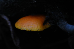 Cyptotrama hygrocyboides