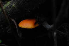 Cyptotrama hygrocyboides