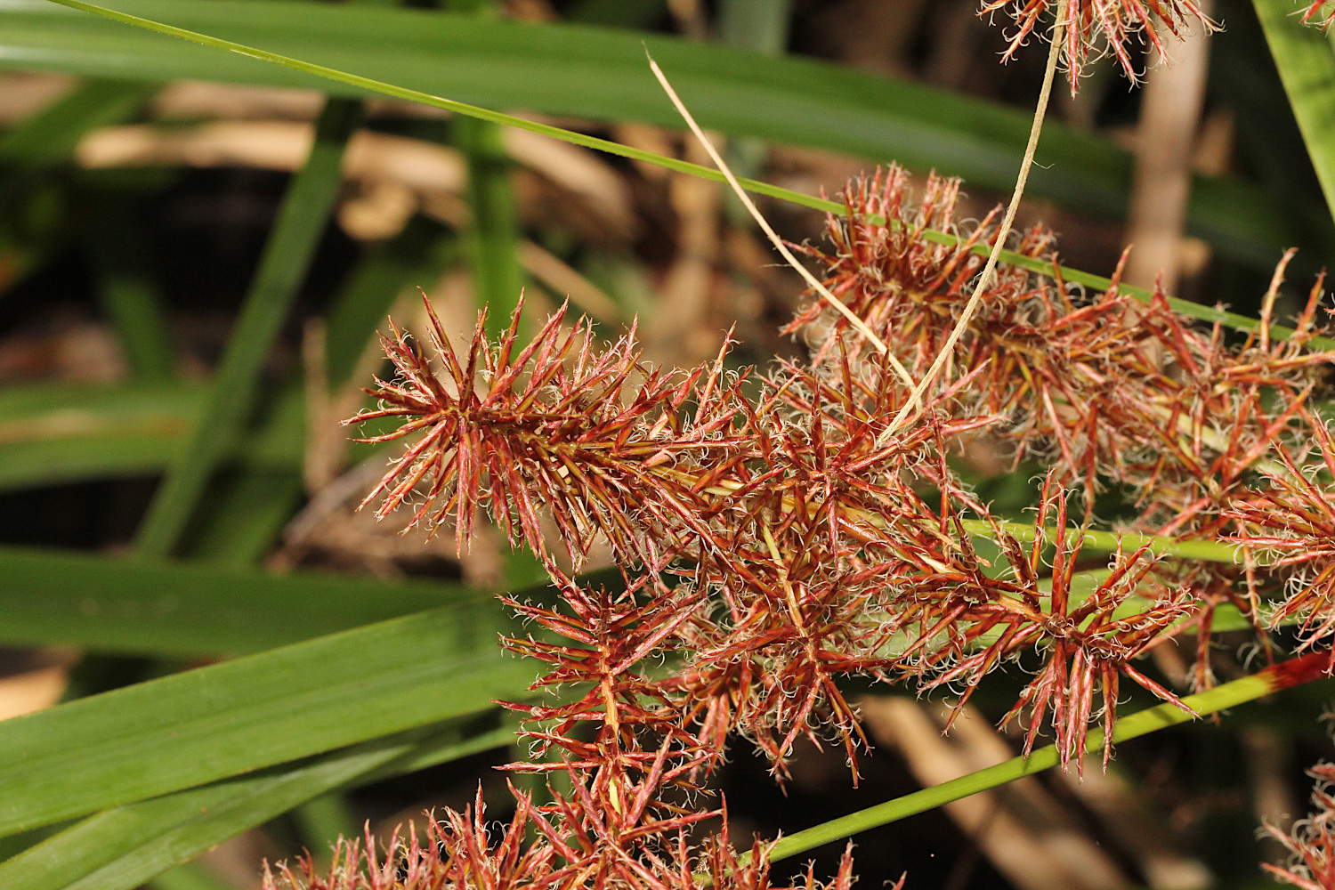 Cyperus Lucidus Rbr