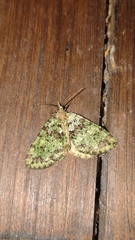 Hydriomena furcata