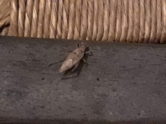 Hapithus saltator