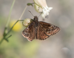 Erynnis lucilius