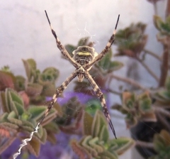 Argiope argentata