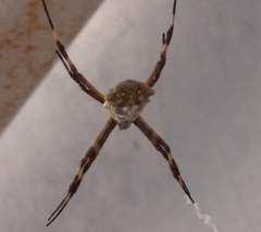 Argiope argentata