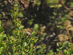 Ochlodes agricola