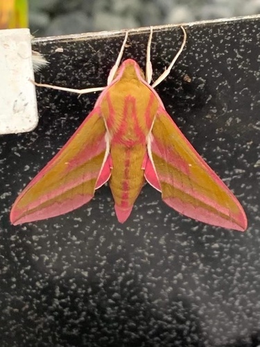 Elephant Hawkmoth