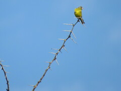 Crithagra hyposticta