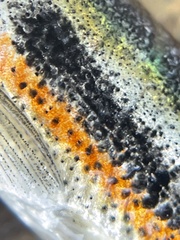 Richardsonius egregius