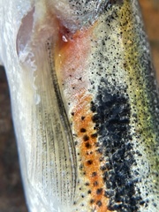 Richardsonius egregius