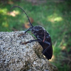 Rhaesus serricollis