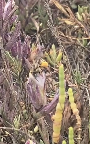 iNaturalist observation photo of Melissodes