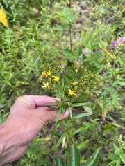 Hypericum adpressum