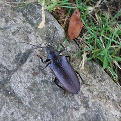 Rhaesus serricollis