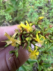 Hypericum adpressum