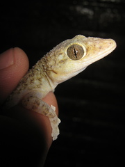 Phyllodactylus lanei