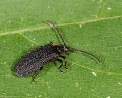 Eropterus