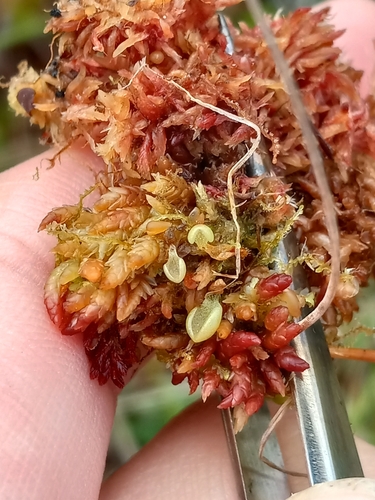 Image of Pinguicula villosa by no rights reserved