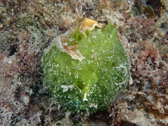 Tethya actinia