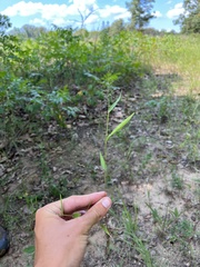 Dichanthelium inflatum