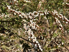 Thryptomene calycina
