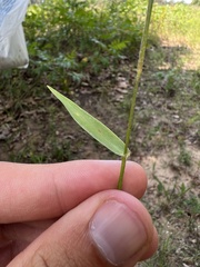 Dichanthelium inflatum