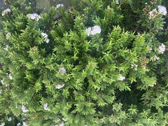 Veronica diosmifolia