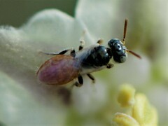 Perdita chamaesarachae