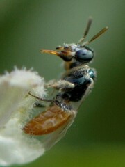 Perdita chamaesarachae