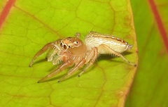 Thyene ogdeni