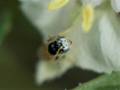 Perdita chamaesarachae