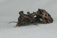 Ctenoplusia limbirena