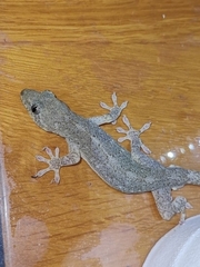 Gekko chinensis