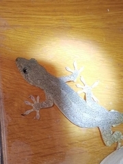 Gekko chinensis