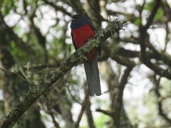 Apaloderma vittatum