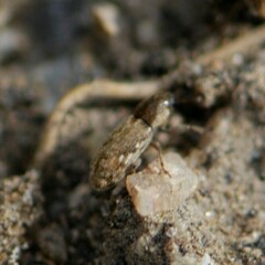 Microlarinus lypriformis