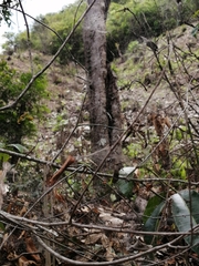 Cyrtophora citricola