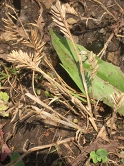 Sclerochloa dura