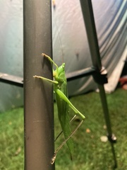 Neoconocephalus bivocatus