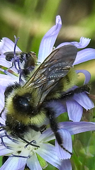 Bombus flavidus