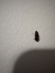 Heteroderes amplicollis