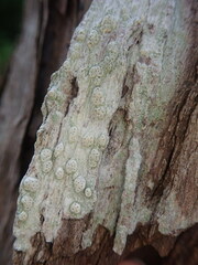 Pertusaria sorodes