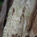 Pertusaria sorodes - Photo (c) Marley Ford, some rights reserved (CC BY-NC-SA), uploaded by Marley Ford