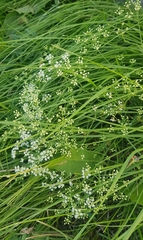 Saposhnikovia divaricata