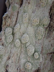 Pertusaria sorodes