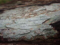 Pertusaria sorodes