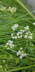 Saposhnikovia divaricata