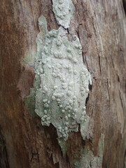 Pertusaria sorodes