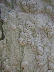 Pertusaria sorodes