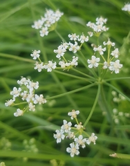 Saposhnikovia divaricata