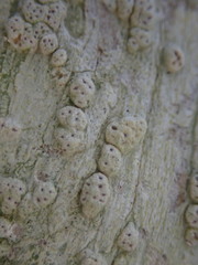 Pertusaria sorodes